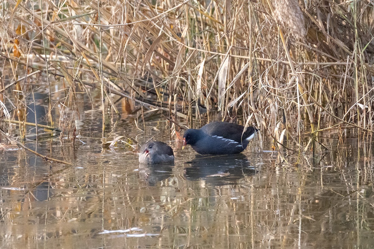 Eurasian Moorhen - ML646789593