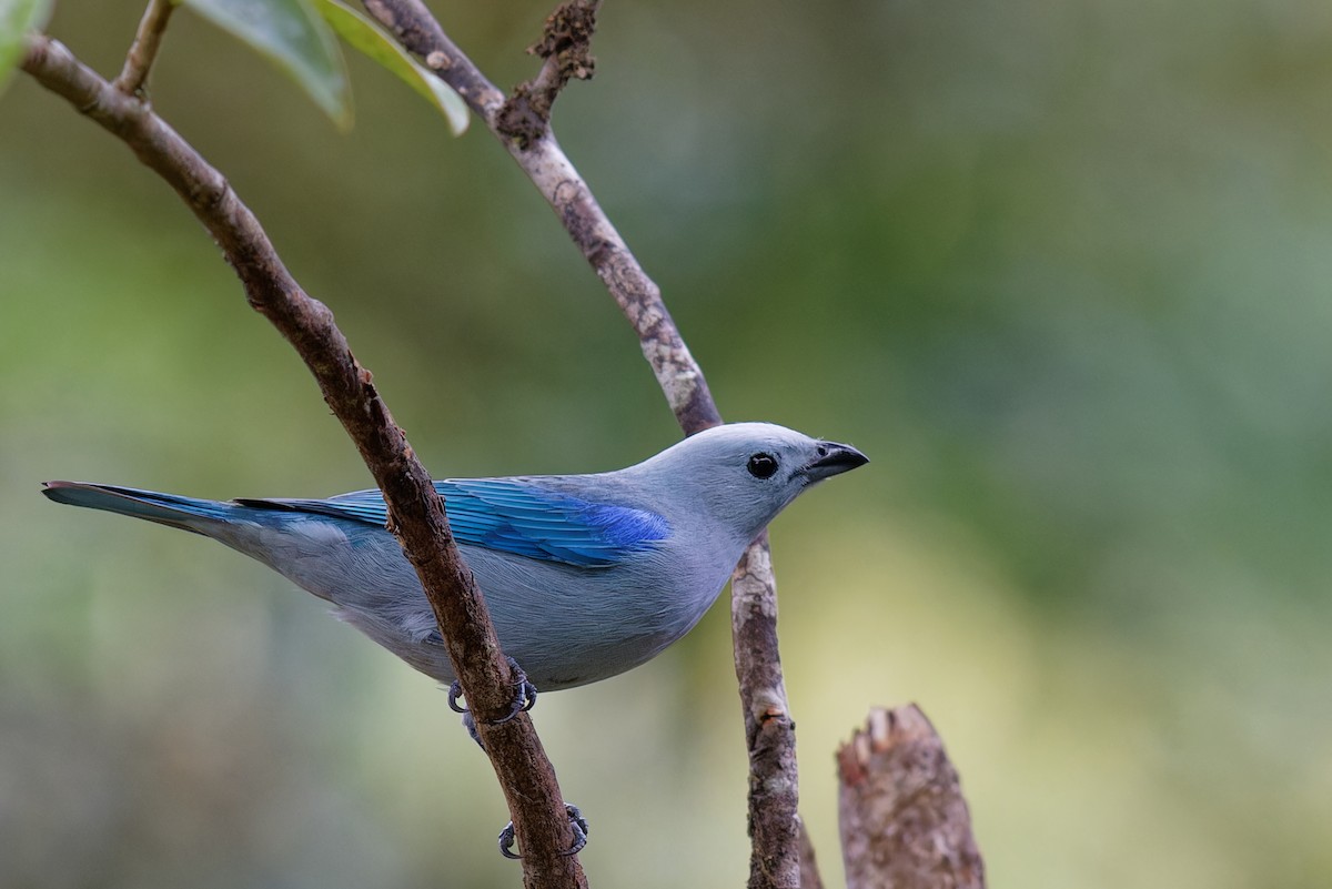 Blue-gray Tanager - ML646789594