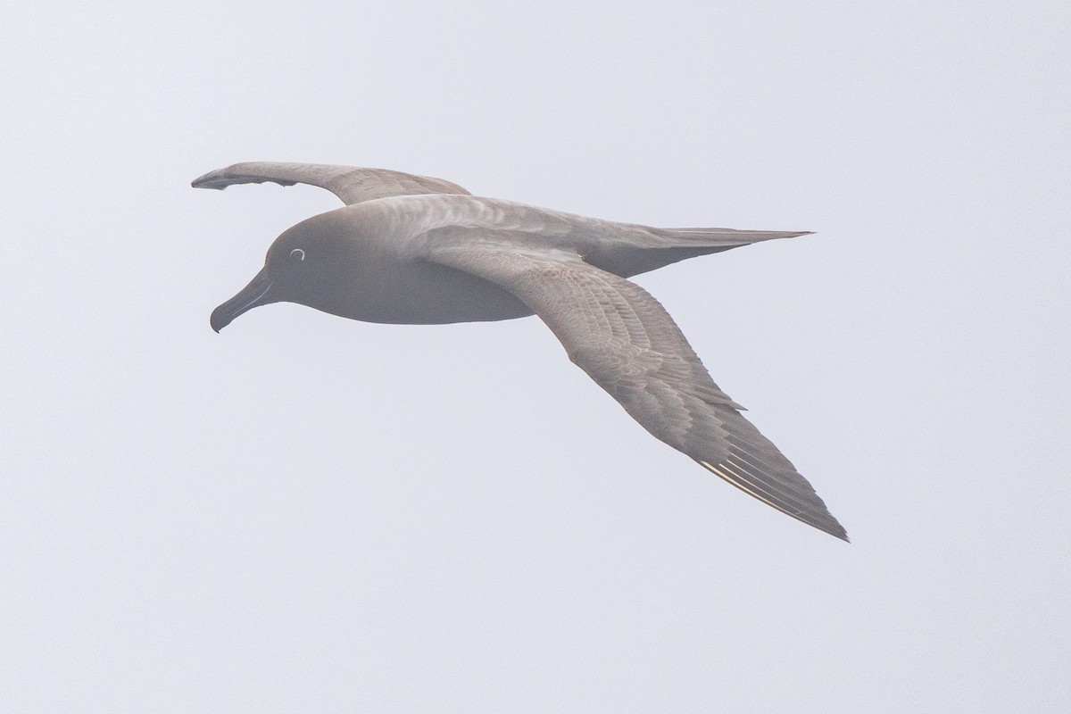 Gri Sırtlı Albatros - ML646789595