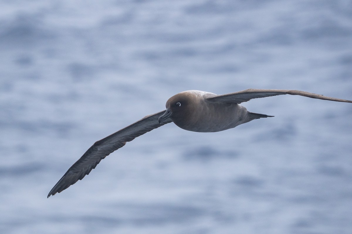 Gri Sırtlı Albatros - ML646789596