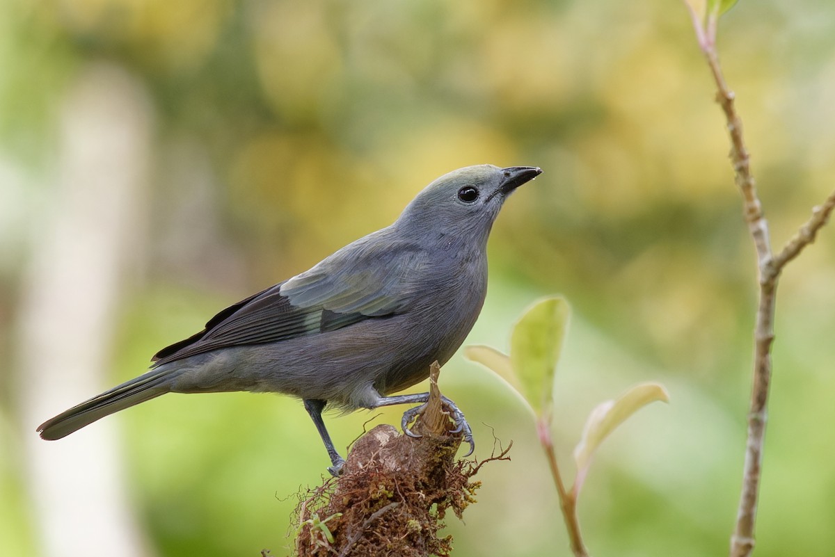 Palm Tanager - ML646789597