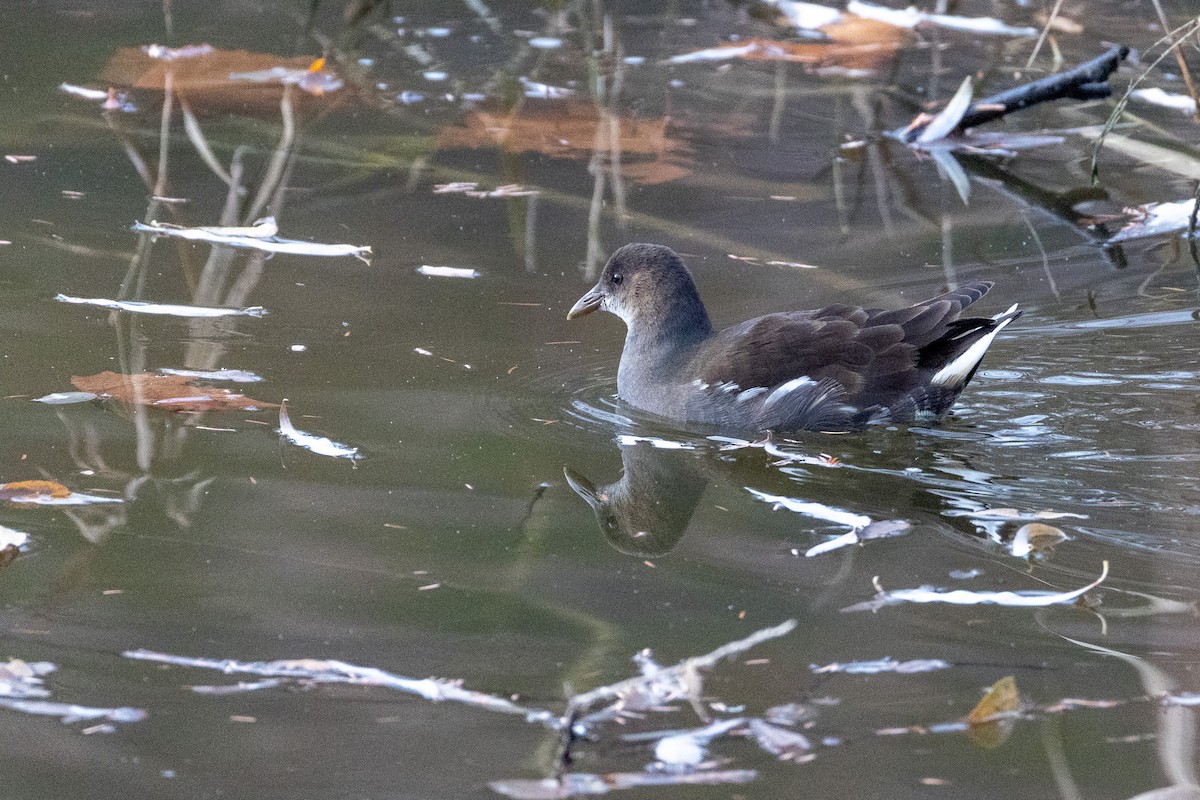 Eurasian Moorhen - ML646789598