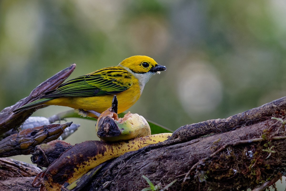 Silver-throated Tanager - ML646789599