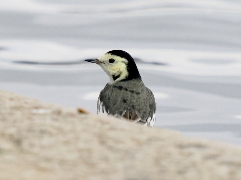 konipas bílý - ML646789600