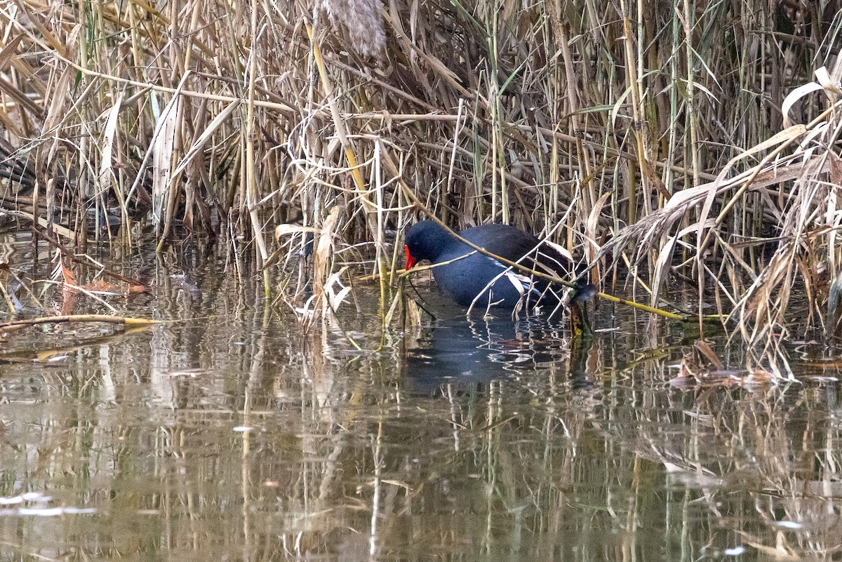 Eurasian Moorhen - ML646789602