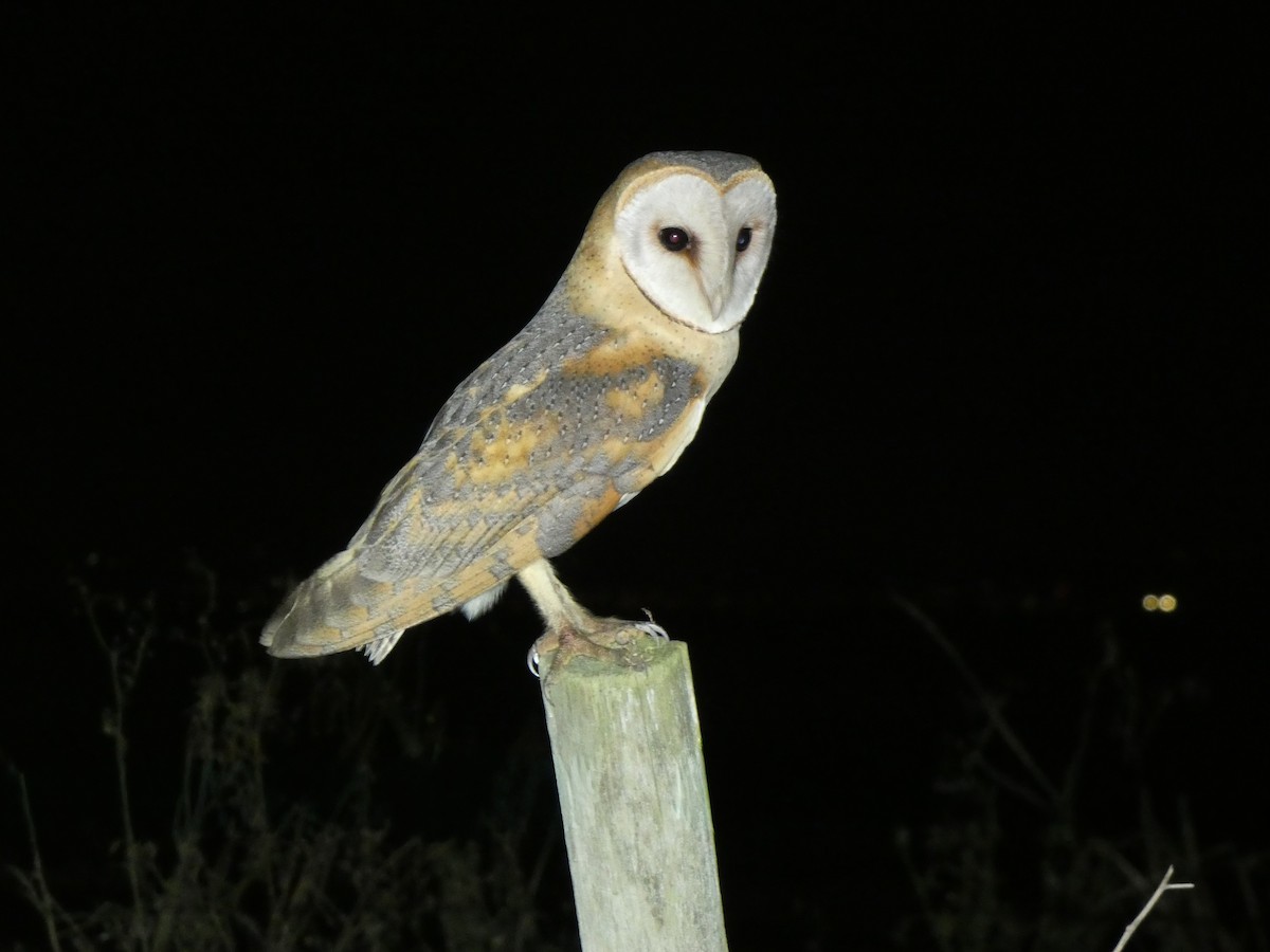 Western Barn Owl - ML646789603