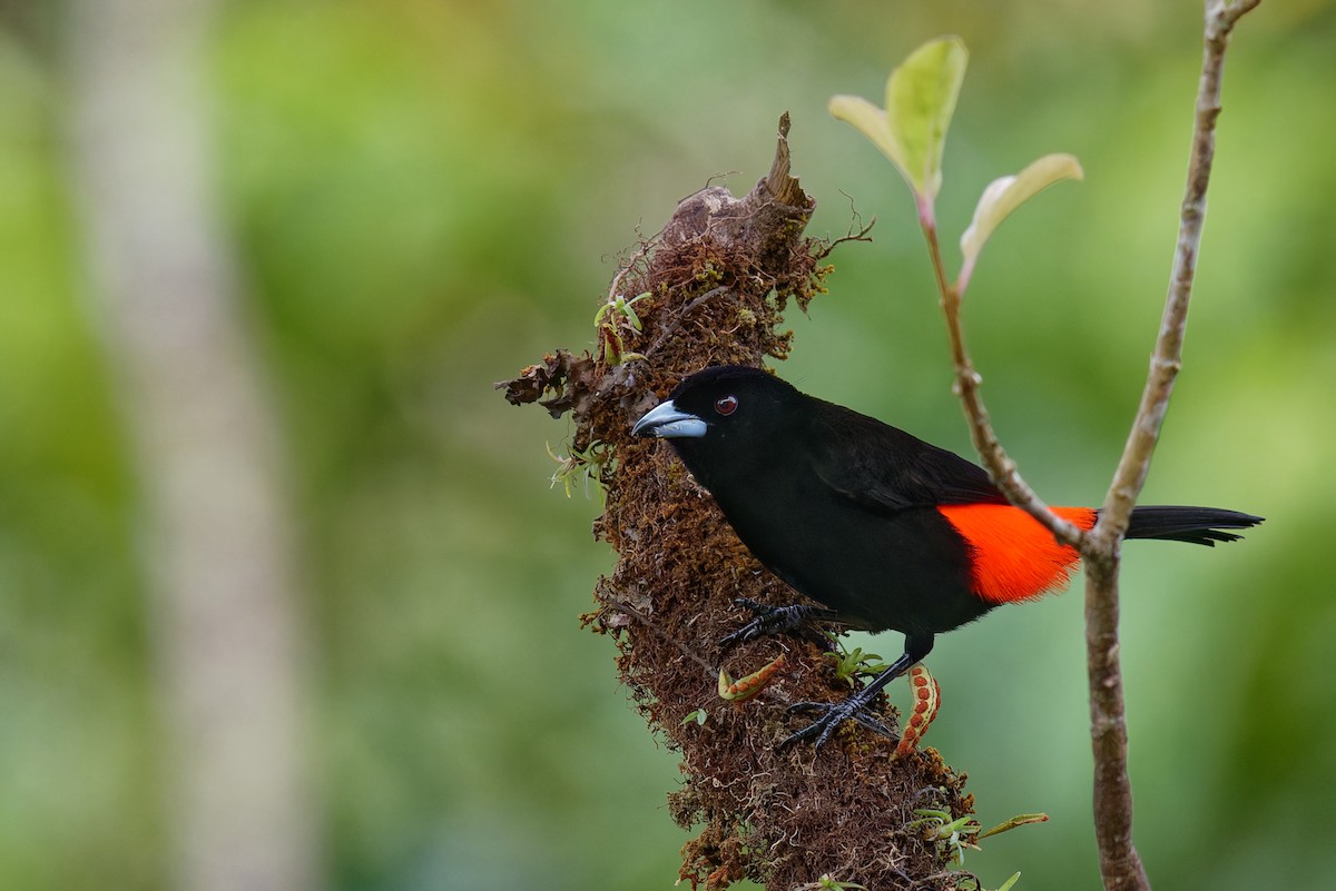 Scarlet-rumped Tanager - ML646789604