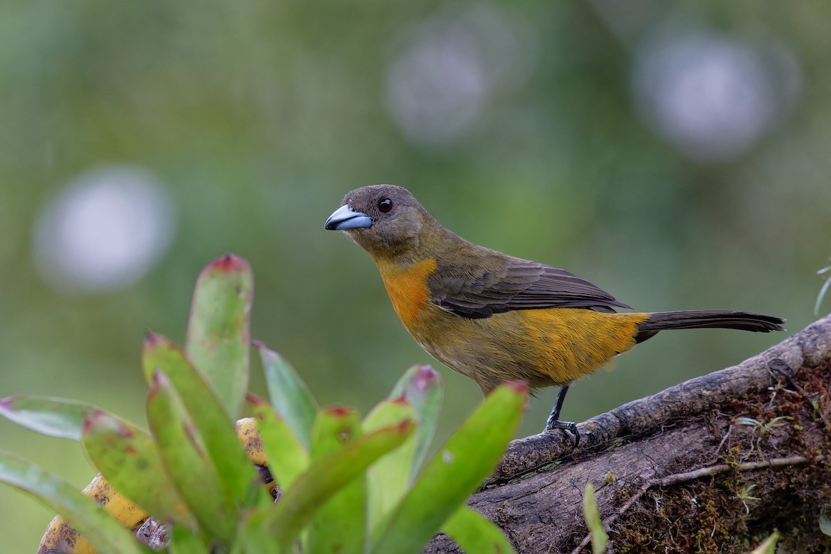 Scarlet-rumped Tanager - ML646789605