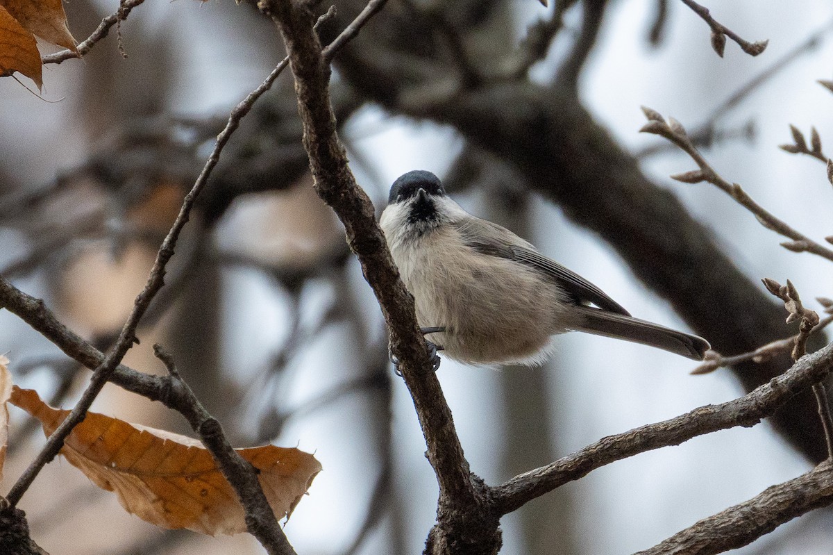 Marsh Tit - ML646789606