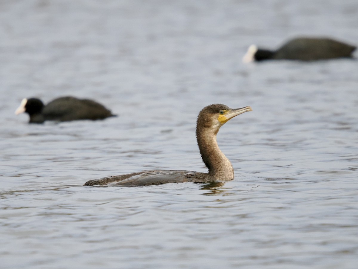 Great Cormorant - ML646789607