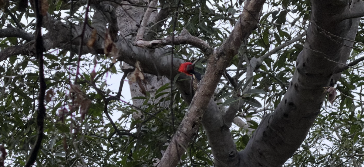 Lineated Woodpecker - ML646789610