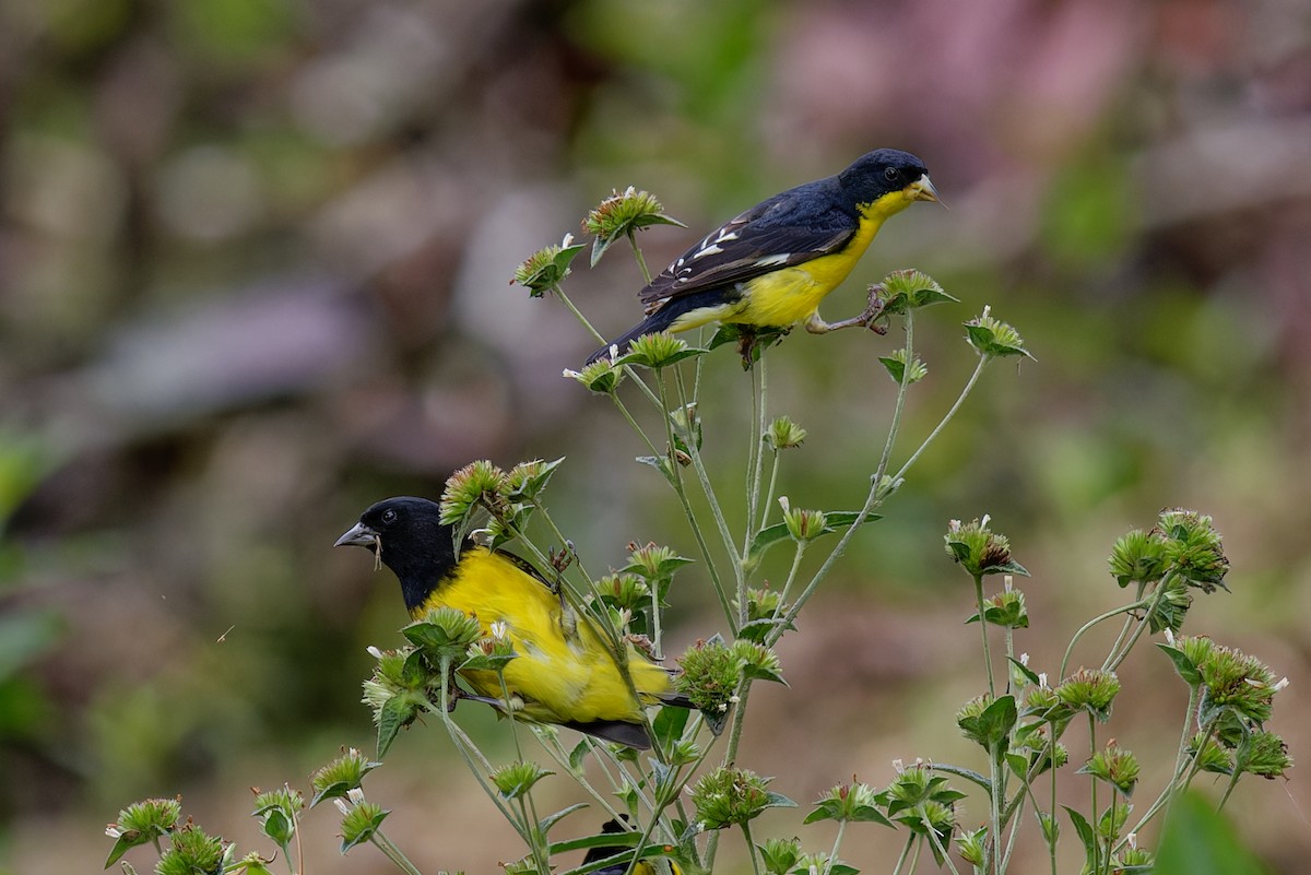Чиж жовточеревий - ML646789611