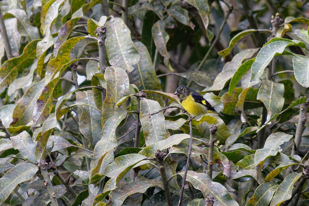 Чиж жовточеревий - ML646789612