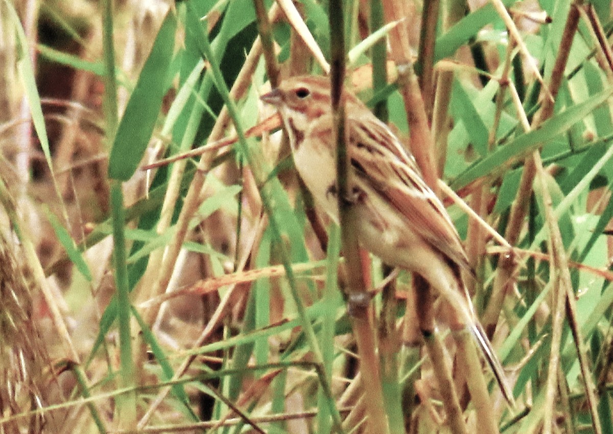 Pallasammer - ML646789619