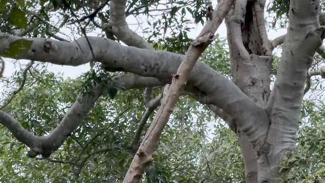 Lineated Woodpecker - ML646789621