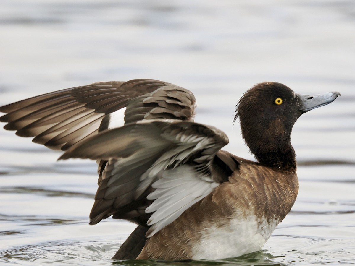 Tufted Duck - ML646789622