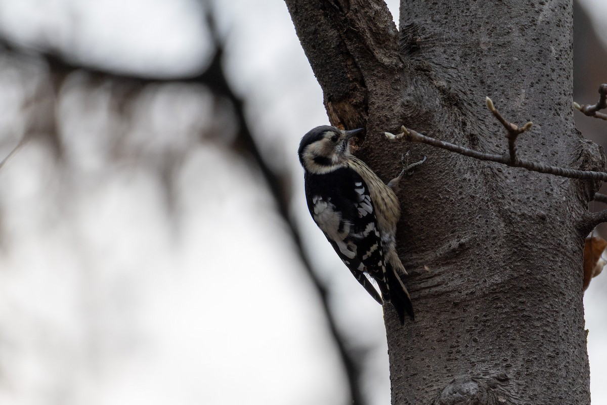 Gray-capped Pygmy Woodpecker - ML646789623