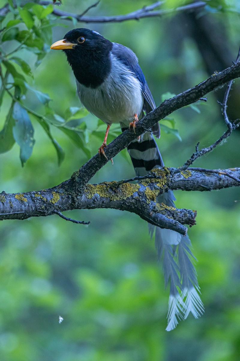 Yellow-billed Blue-Magpie - ML646789625