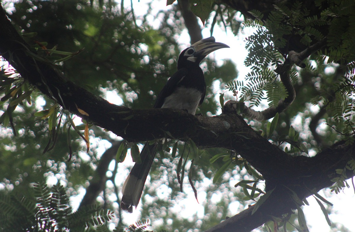 Oriental Pied-Hornbill - ML646789626