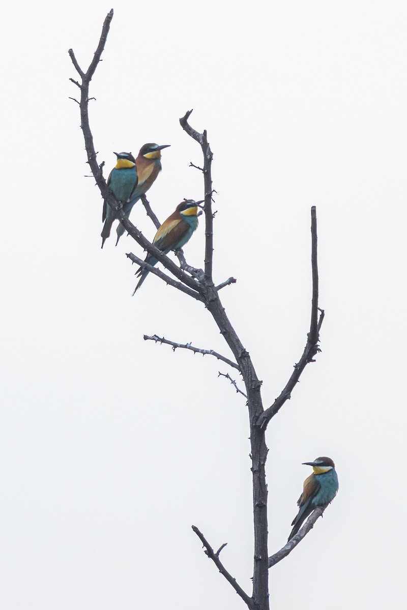 European Bee-eater - ML646789627