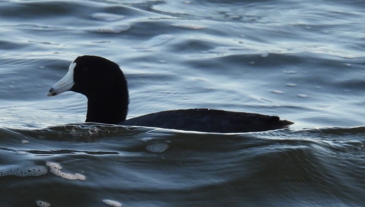 Американская лысуха - ML646789629