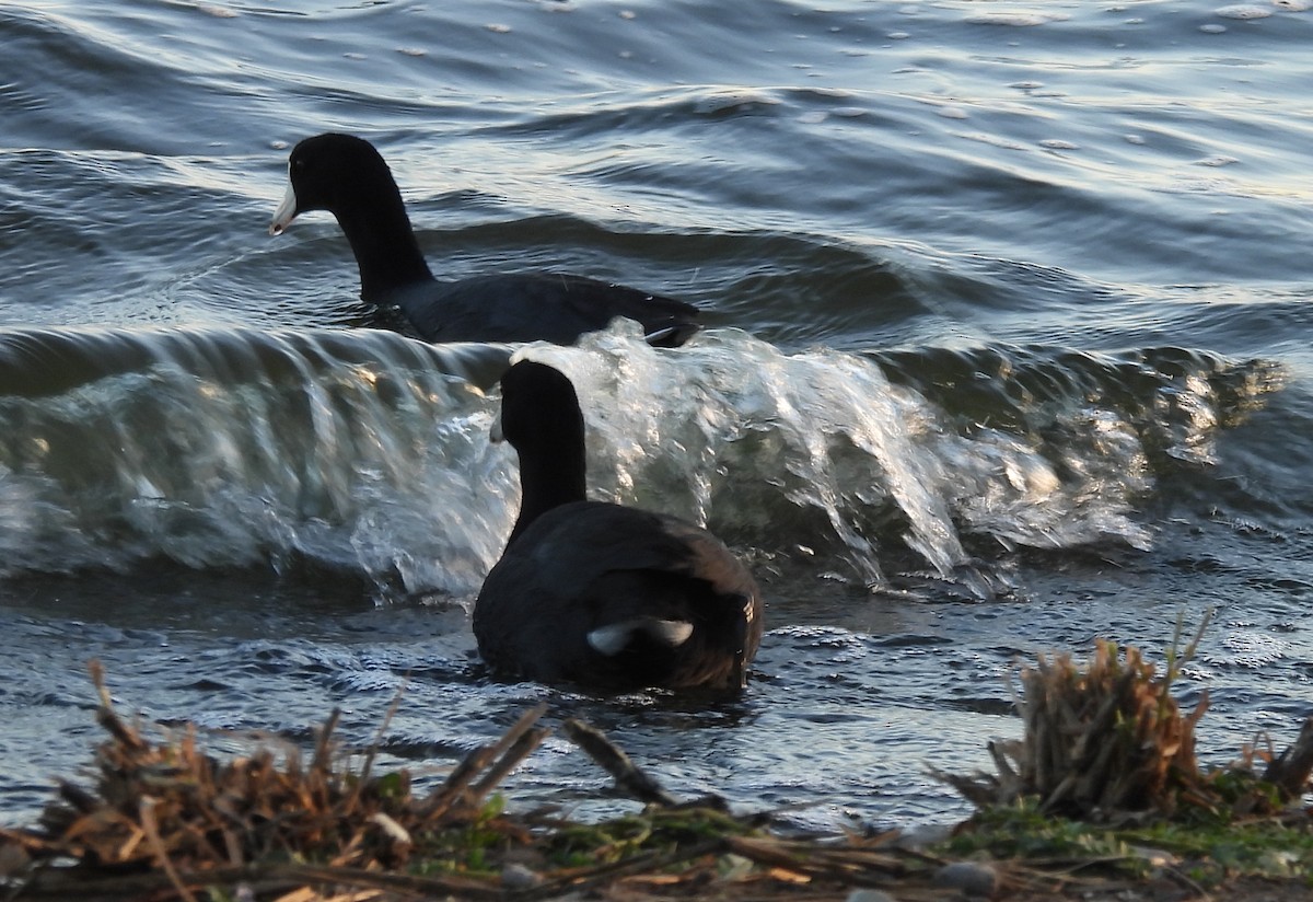 Американская лысуха - ML646789630