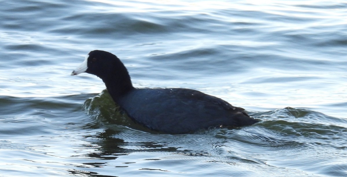 Американская лысуха - ML646789631