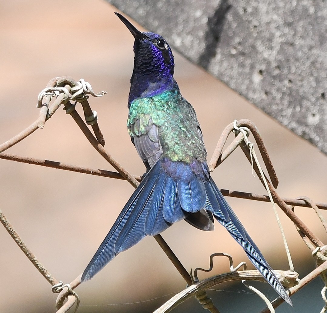 Swallow-tailed Hummingbird - ML646789632