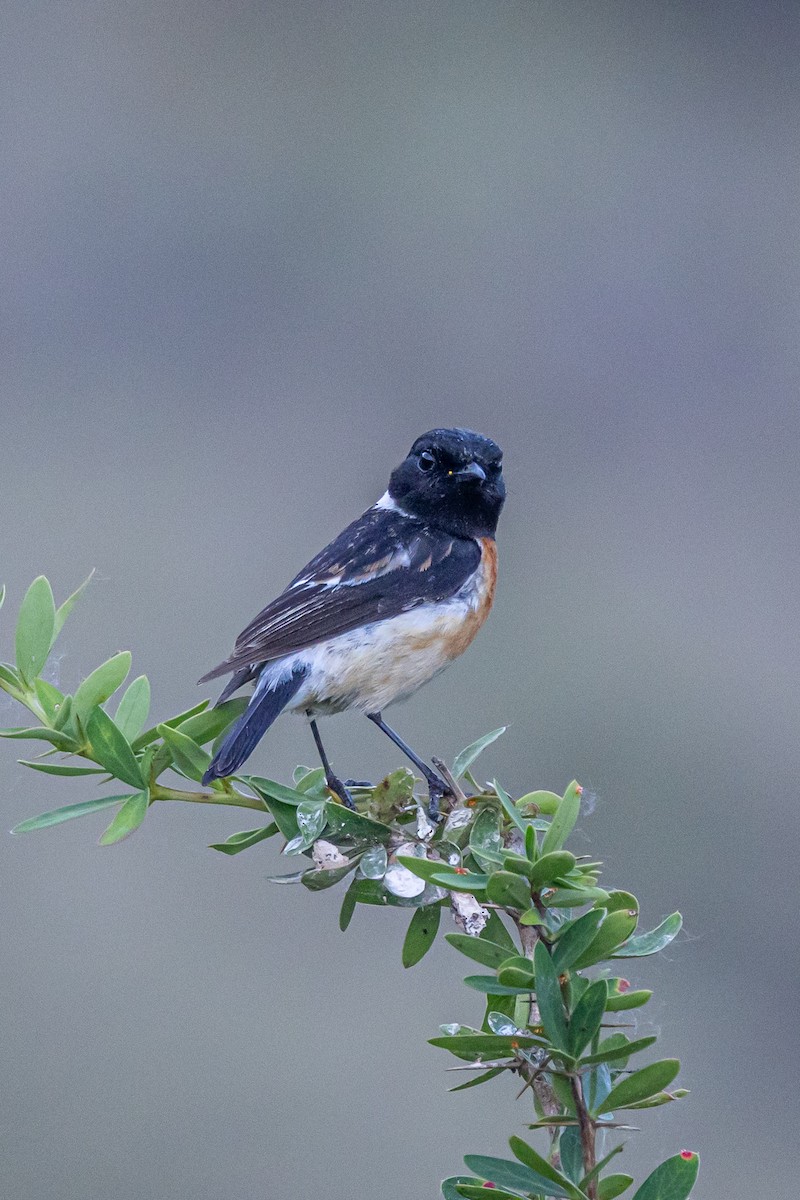 Siberian Stonechat - ML646789633