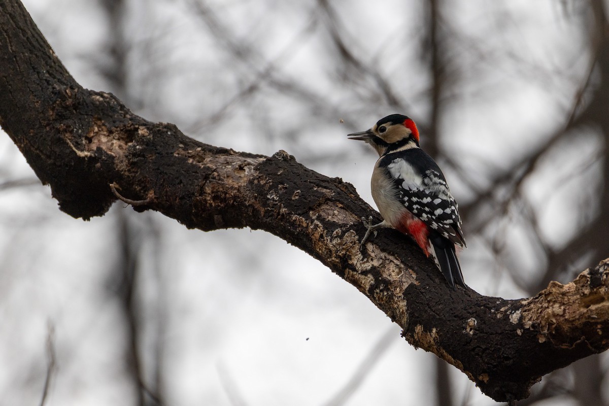 Great Spotted Woodpecker - ML646789634