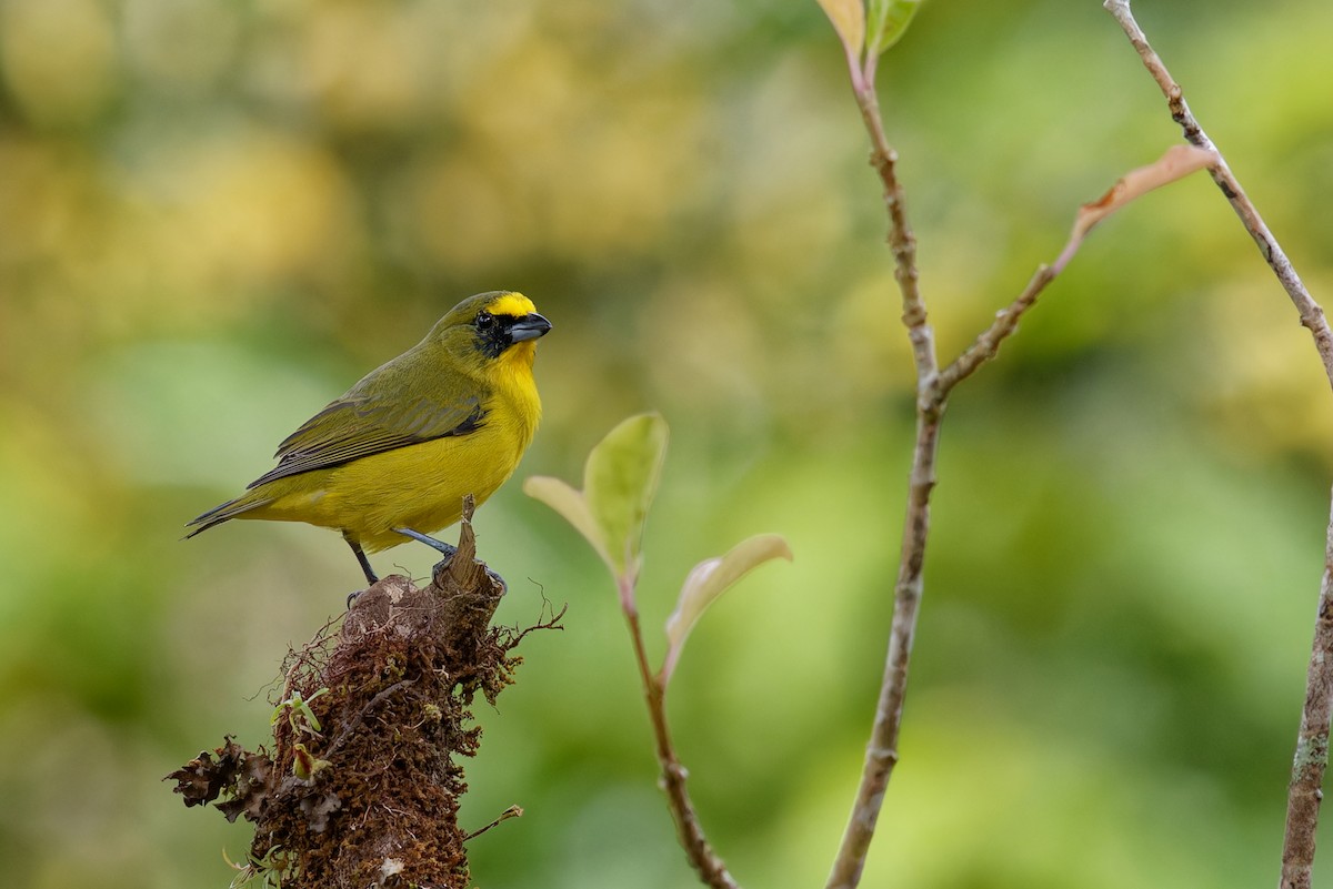 Thick-billed Euphonia - ML646789635