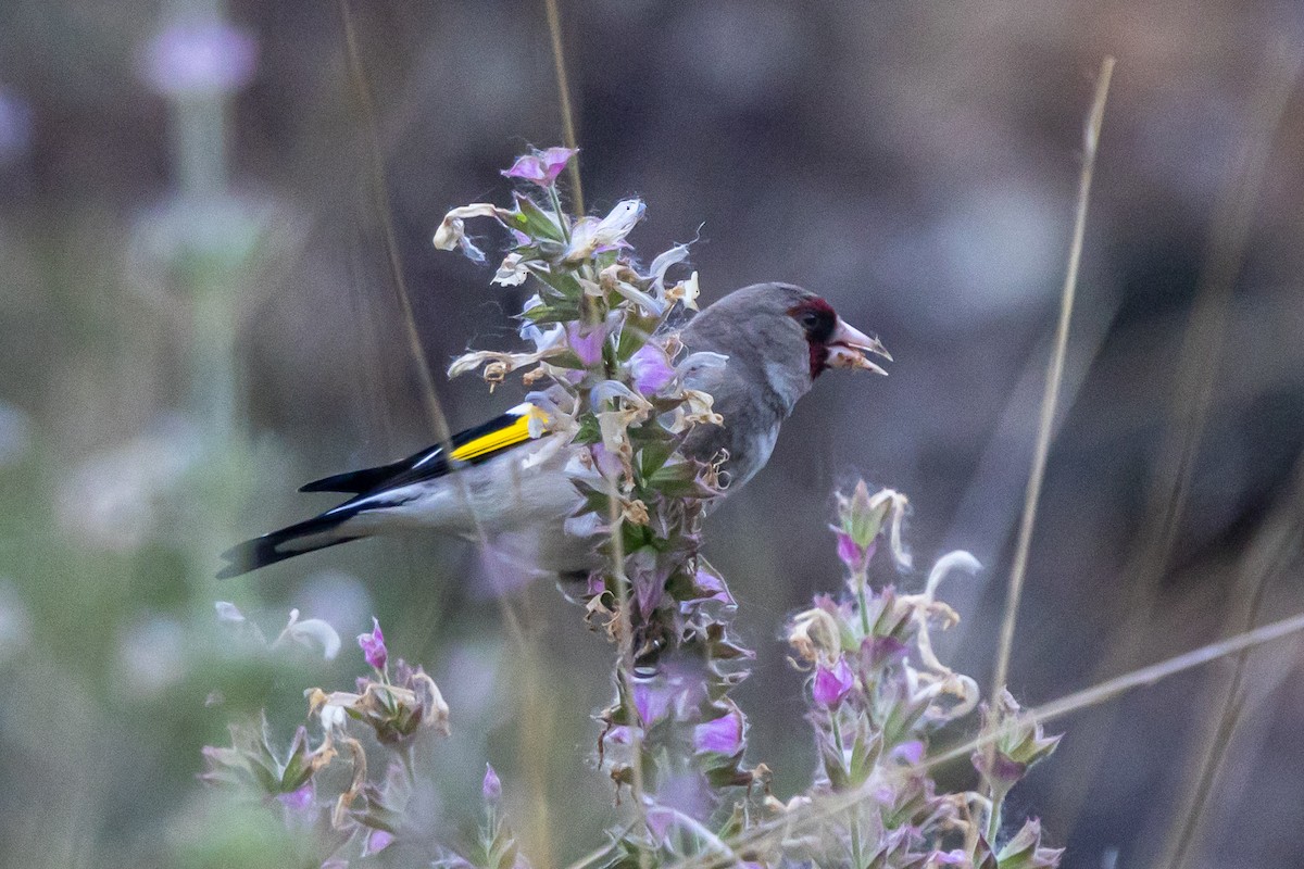 Gray-crowned Goldfinch - ML646789637