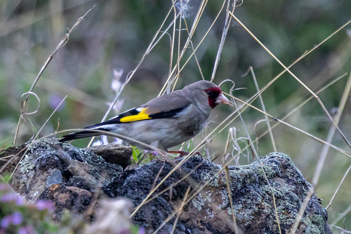 Gray-crowned Goldfinch - ML646789638