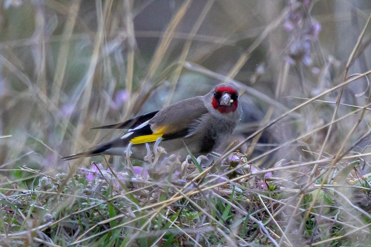 Gray-crowned Goldfinch - ML646789639