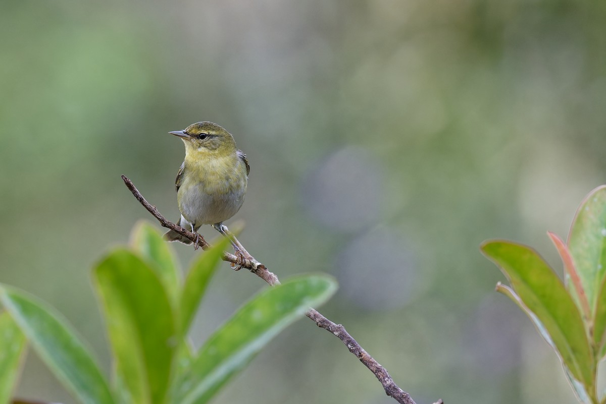 Tennessee Warbler - ML646789640