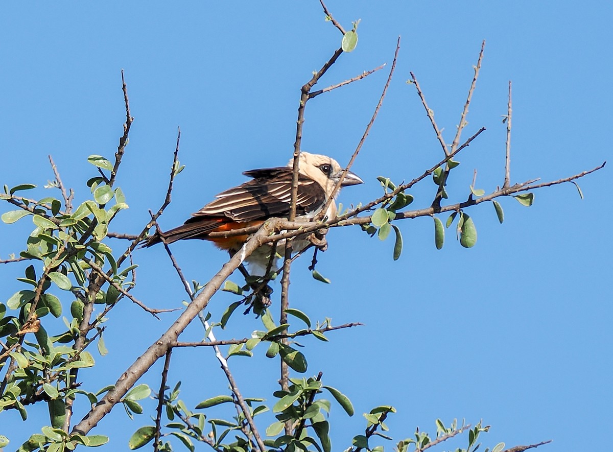 White-headed Buffalo-Weaver - ML646789641