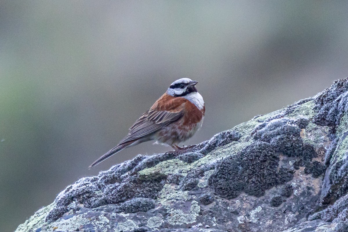 White-capped Bunting - ML646789642