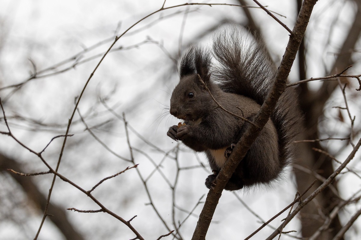 Squirrels - ML646789646