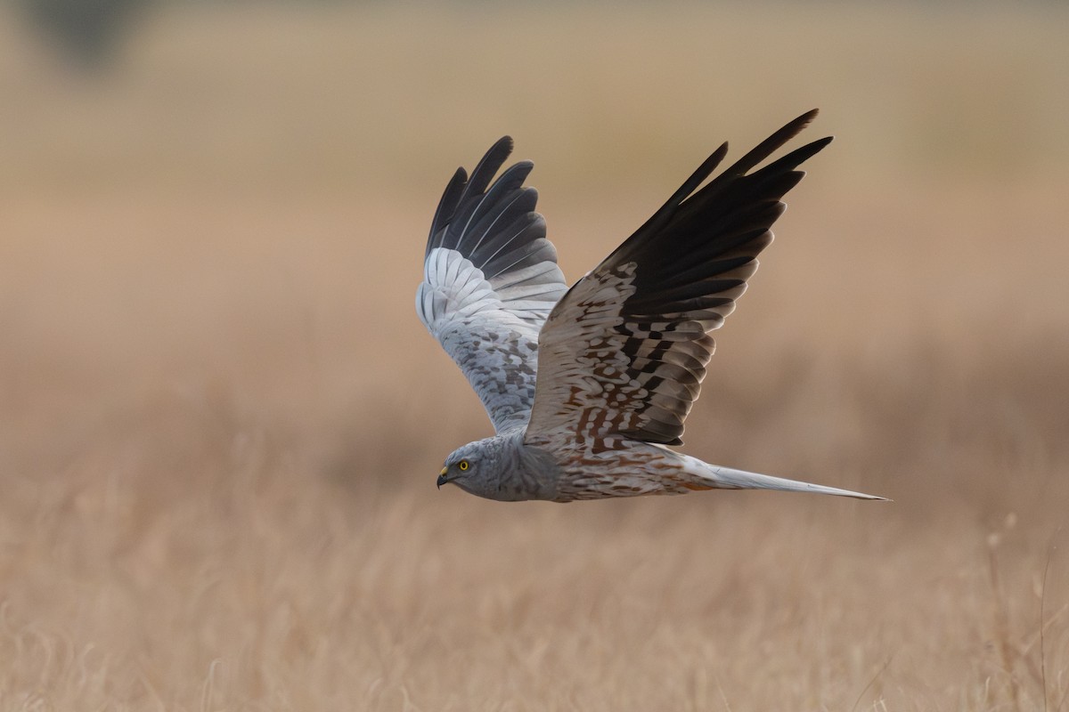 Montagu's Harrier - ML646789647