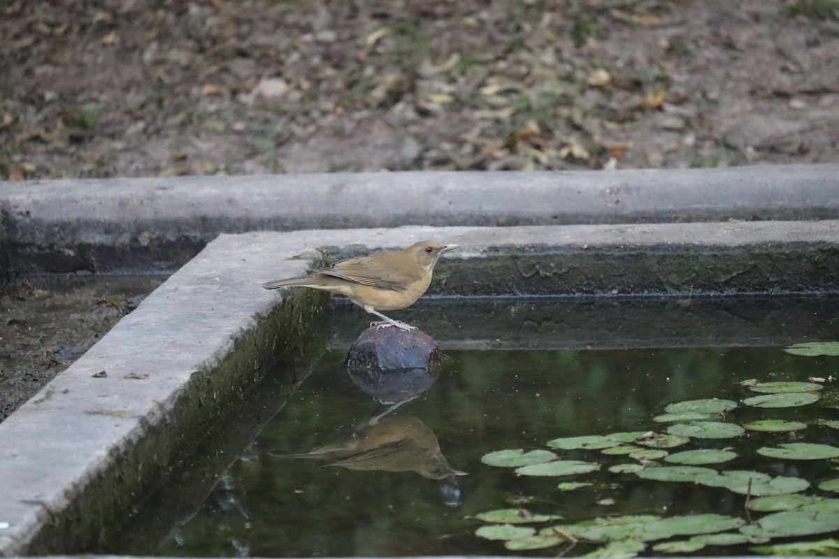 Clay-colored Thrush - ML646789648