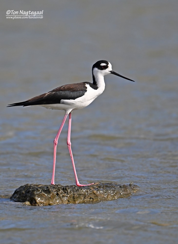 Black-necked Stilt - ML646789650