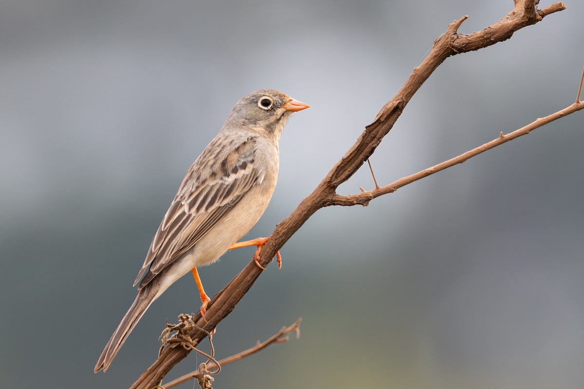 Gray-necked Bunting - ML646789651
