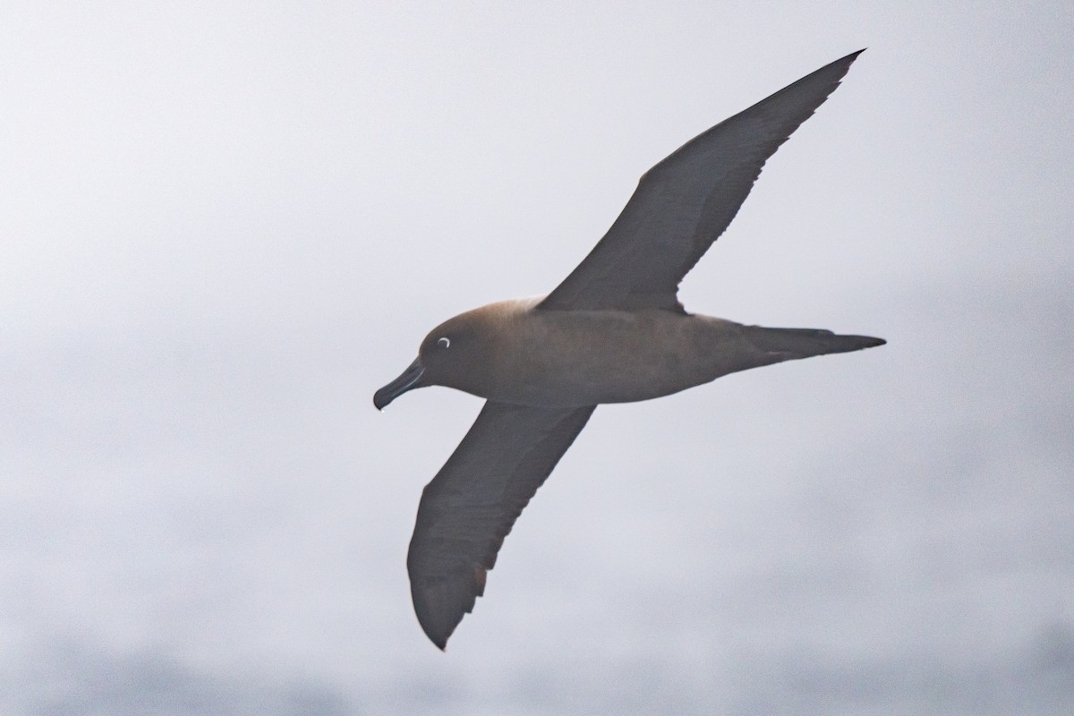 Gri Sırtlı Albatros - ML646789652