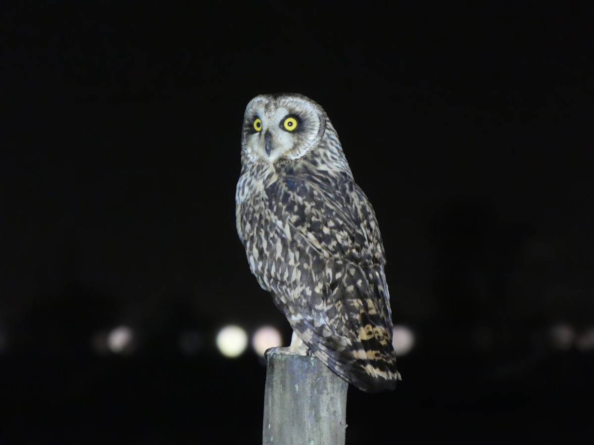 Short-eared Owl - ML646789653