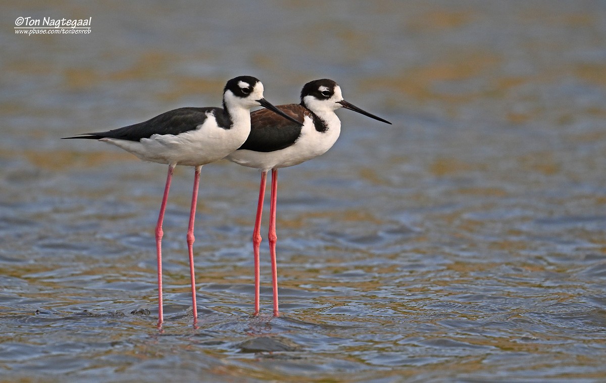 Black-necked Stilt - ML646789656