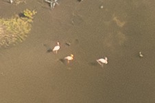 American Flamingo - ML646789657