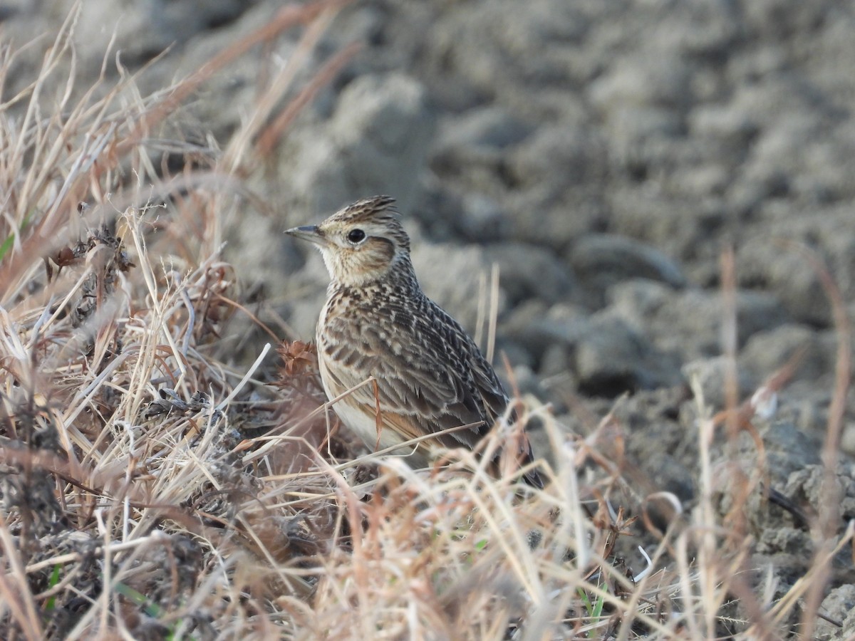 Küçük Tarlakuşu - ML646789658