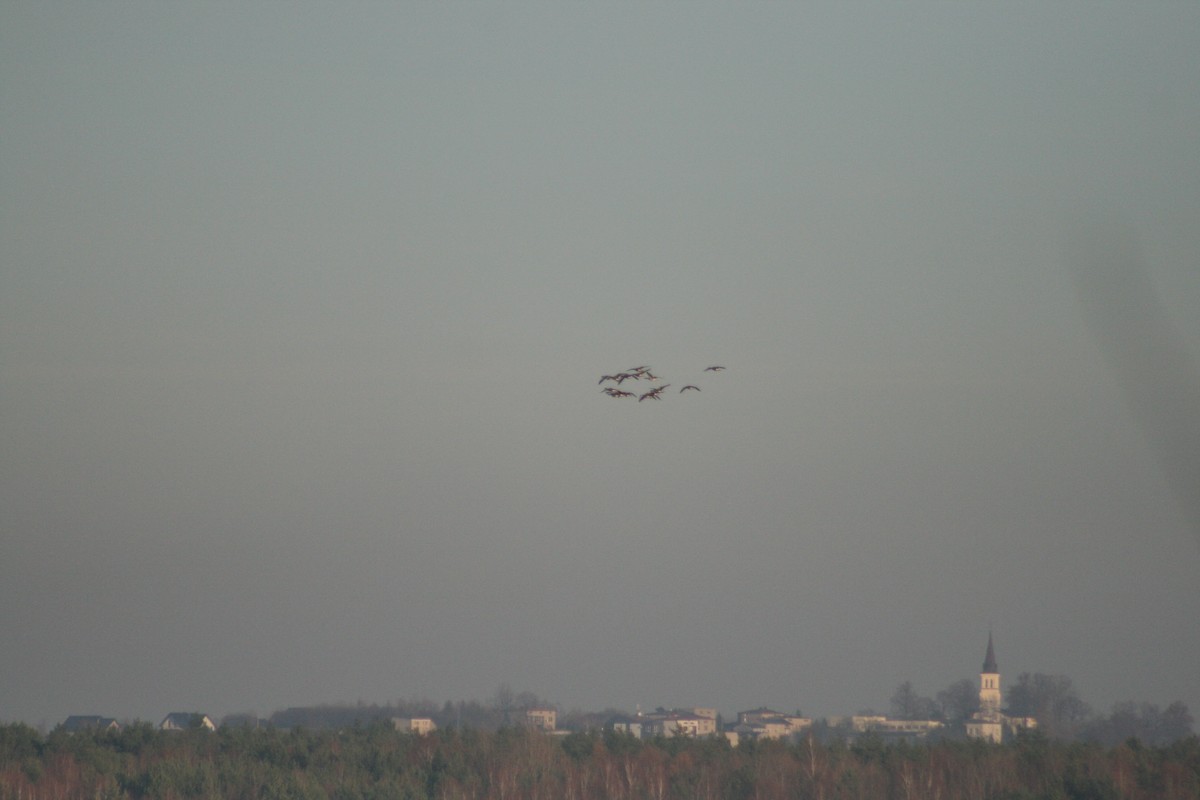 Oca selvatica - ML646789659