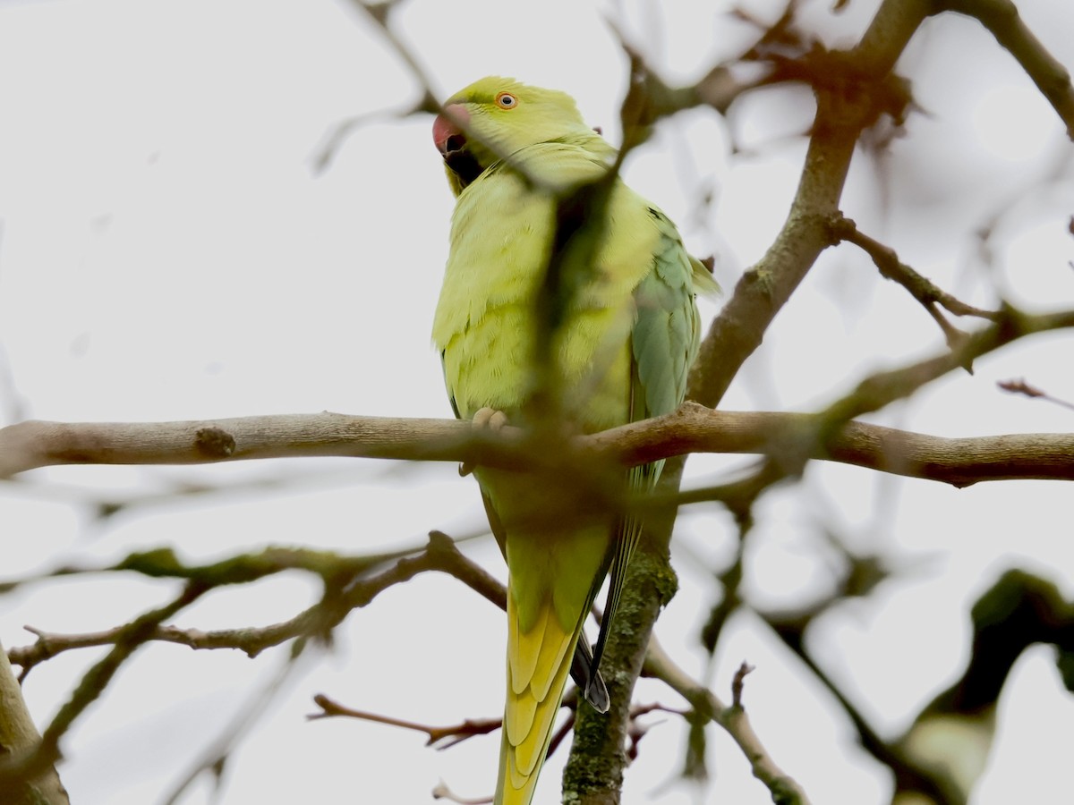 Rose-ringed Parakeet - ML646789661