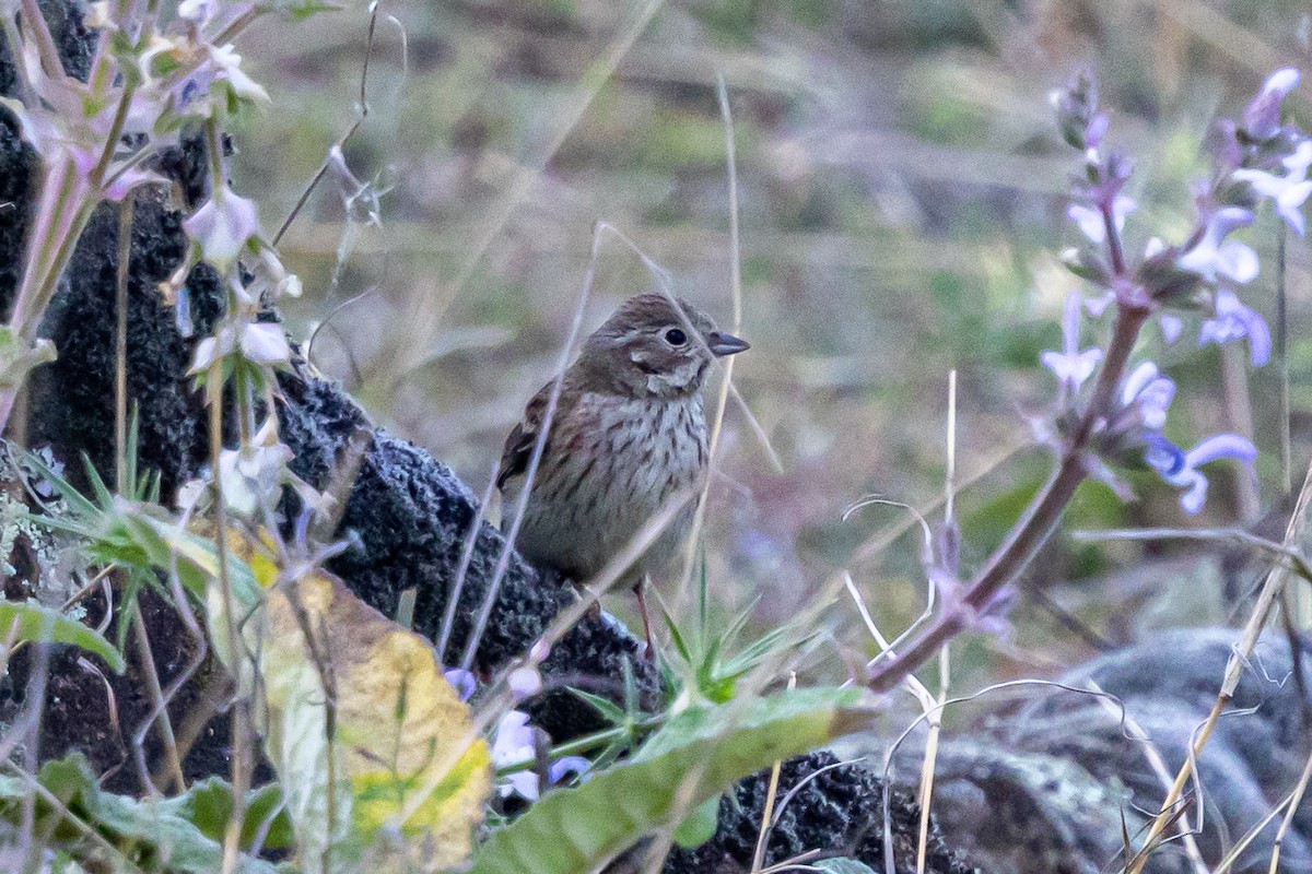 White-capped Bunting - ML646789662